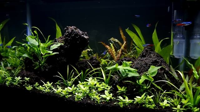 How To Aquascape A Low Tech Planted Aquarium part 3 смотреть онлайн
