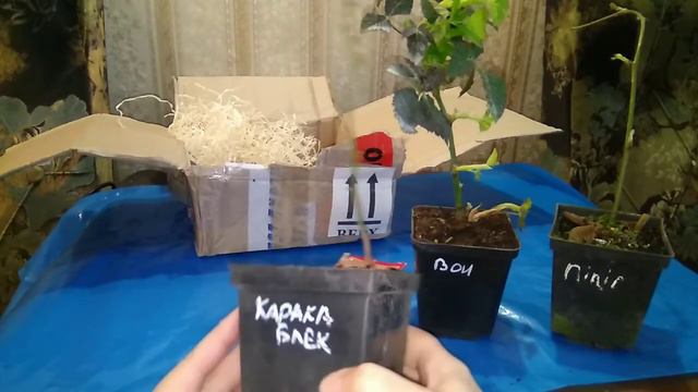 Ожина Карака Блек, Вон, Полар. смотреть онлайн