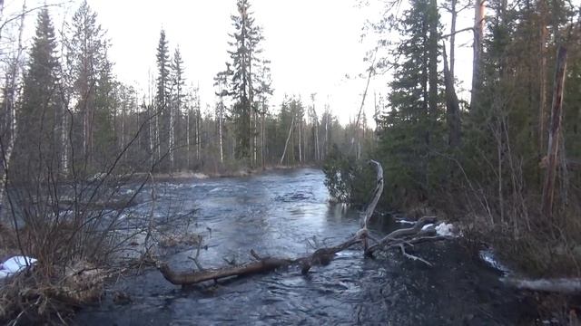 ИЩЕМ ГЛУХАРИНЫЙ ТОК / КАК НАЙТИ ТОК ГЛУХАРЯ / ВЕСНА 2021 смотреть онлайн