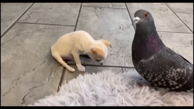 Голубь потерял способность ЛЕТАТЬ. Он адаптировался и нашёл себе необычного Друга! смотреть онлайн