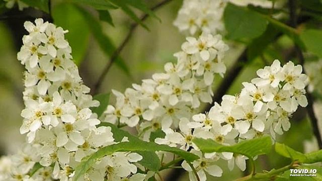 Знов зозулі голос чути в лісі