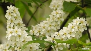 Знов зозулі голос чути в лісі