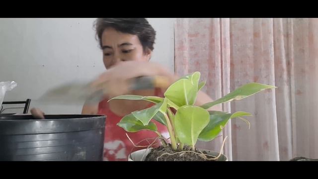 Tips And Repotting My Philodendron Moonlight | Vlog #21 | смотреть онлайн