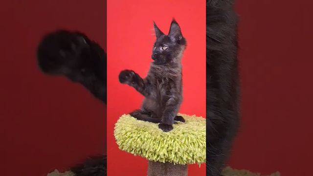 Эрика #cat #чернаякошка #мейнкуны #большиекошки #котятамейнкуны #купитьмейнкуна смотреть онлайн