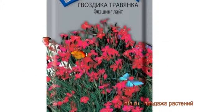 Гвоздика обыкновенный травянка Флэшинг Лайт ? обзор: как сажать, семена гвоздики смотреть онлайн
