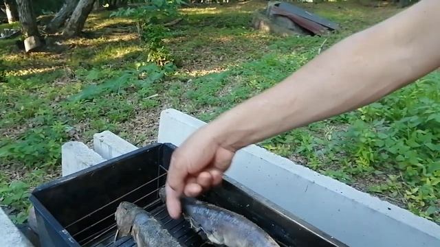 27.07.21.Готовим в шарабане рыбу, окунь-терпуг корячего копчения. смотреть онлайн