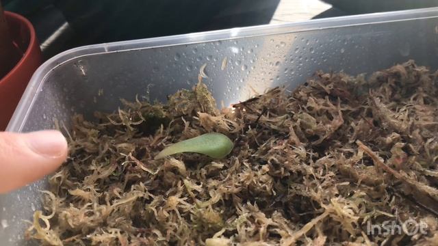 The QUICKEST way to propagate Butterwort (Pinguicula) смотреть онлайн