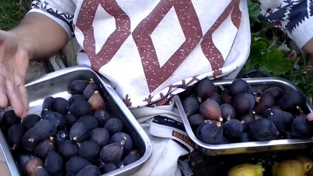 Первый урожай инжира смотреть онлайн