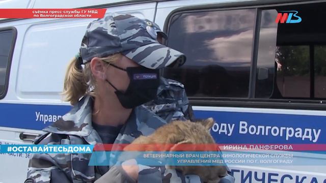 Молочного львенка освободили из голодного плена под Волгоградом смотреть онлайн