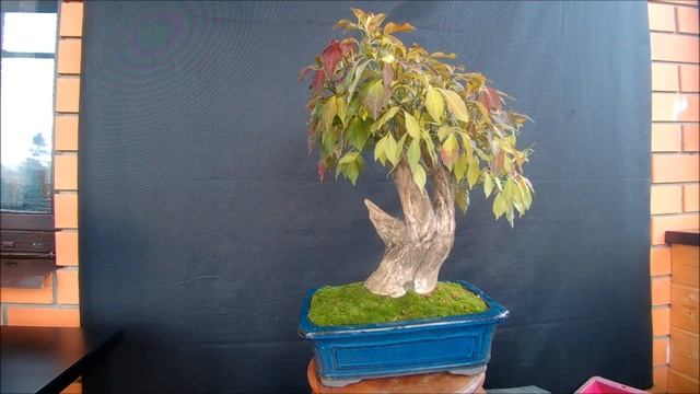 Бонсай Бересклет европейский, или Бруслина 2 Euonymus europaeus 2021 год осень смотреть онлайн