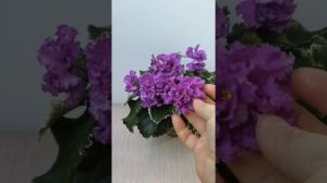 Фиалка Ват-Пудель. Обзор.