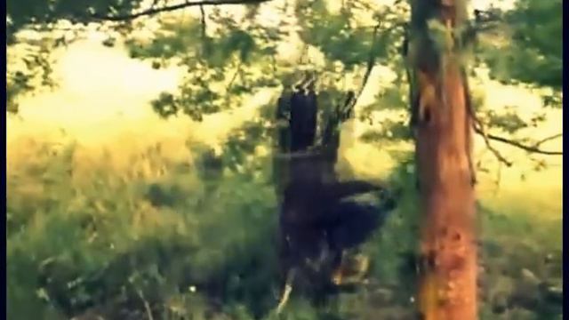 Tyson - American Pitbull Terrier смотреть онлайн