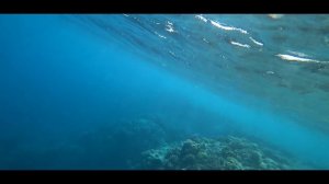 АКУЛЫ В ЕГИПТЕ. ПЛЯЖ И КОРАЛЛОВЫЙ РИФ В ОТЕЛЕ Cyrene Grand Hotel. Египет, Шарм-Эль-Шейх