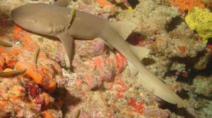 АКУЛА-НЯНЬКА | ПОЧЕМУ ЕЕ ТАК НАЗВАЛИ?