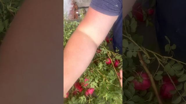 Черенкование Канадских роз смотреть онлайн