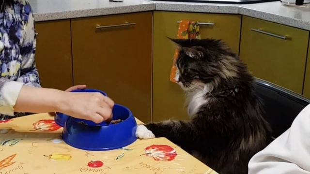 Кот за столом. смотреть онлайн