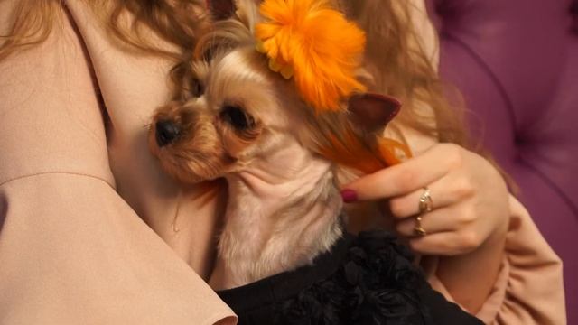 Трогательная история йоркширского терьера смотреть онлайн