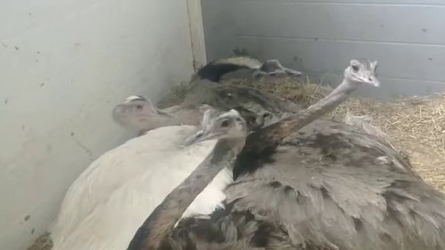 Нанду самцы в гнезде смотреть онлайн