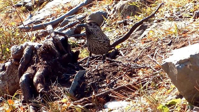 с. Острая. Камчатка. Снег. Горы. смотреть онлайн