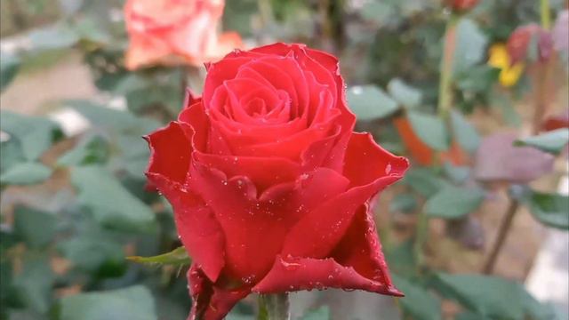 Rose Id: Rhodos Rose | Dutch Rose | Red Rose |