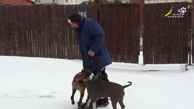 Дрессировка стаффорд смотреть онлайн