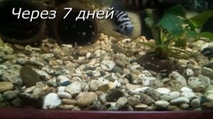 Цихлиды. Цихлазома чернополосая. Нерест от икринки до малька