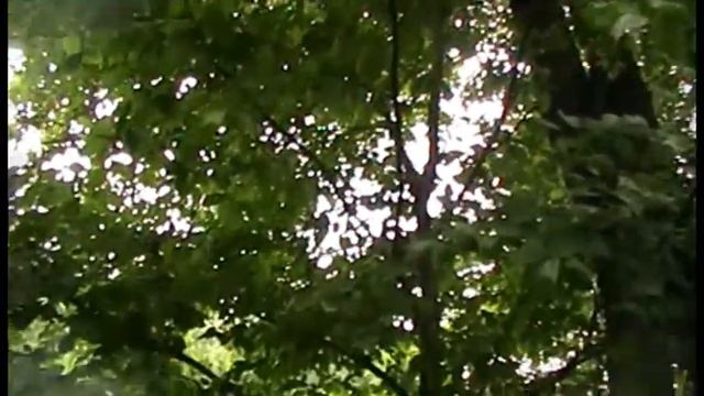 Вяз, или Ильм смотреть онлайн