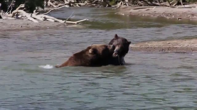 медведи смотреть онлайн