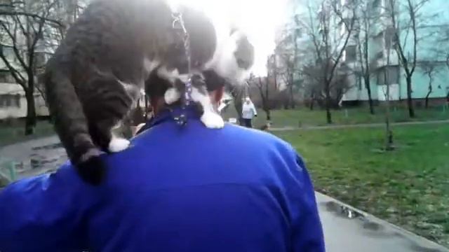 Прогулка кошки Сони) смотреть онлайн