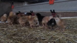 РАЗВЕДЕНИЕ и ВЫРАЩИВАНИЕ КУР НЕСУШЕК в Европе, Испания. /Сomo criar Gallinas Ponedoras