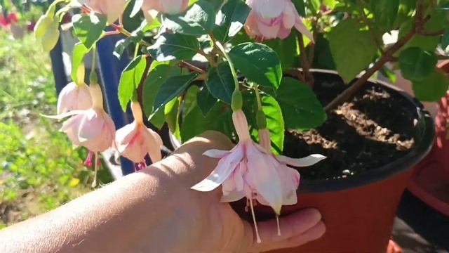 Фуксия-капризуля!!!!Поливать или нет!?Погибла или просто ей жарко!?Утренний обход моих красоток. смотреть онлайн