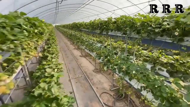 КОРEЯЛИКЛАР ЕРДАН ҚАНДАЙ ФОЙДАЛАНАДИ смотреть онлайн