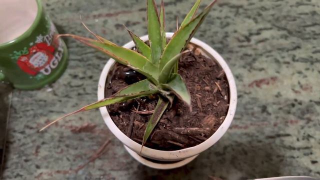 Planting A Gift - Agave ‘Blue Glow’ смотреть онлайн
