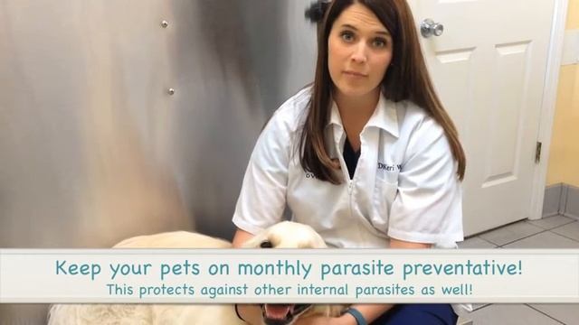 Internal Parasites смотреть онлайн