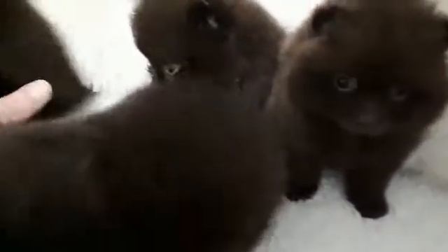 Шоколадные кутята смотреть онлайн