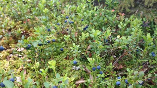 Черника! Уродилась крупная и сладкая. смотреть онлайн