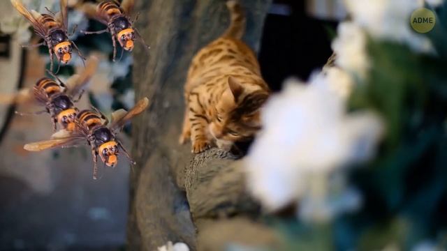 20 невероятных насекомых из Японии и других стран смотреть онлайн