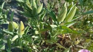 Годеция цветёт!