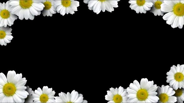 футаж ромашки 2 смотреть онлайн