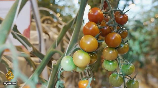 Planet SOS: Iceland pioneering sustainable food production смотреть онлайн