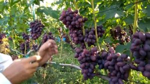 @Виноград Талдун  Хороший виноград