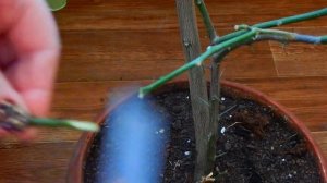 НЕОБЫЧНАЯ ПРИВИВКА МАНДАРИНА НА ЛИМОН..