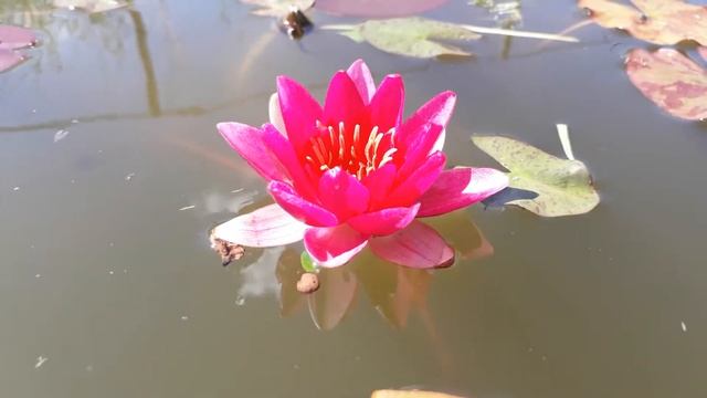 Нимфея Pygmaea Rubra (Карликовая Рубра) кувшинка, нимфея, водные растения, пруд смотреть онлайн