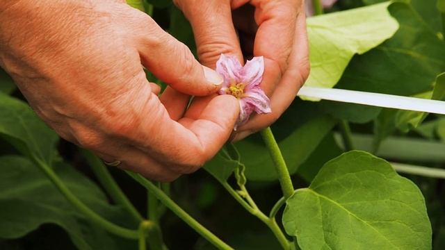 Почему опадают цветы у баклаженов? Искуственное опыление баклажанов. Так будете с урожаем! смотреть онлайн