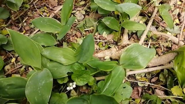 глициния цветёт это аромат и красота. # глициниямсйскийпраздник смотреть онлайн