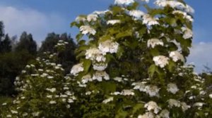 Червона калина Александр Малинин