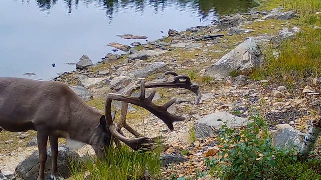 Дикий северный олень. Фотоловушка Лапландского заповедника смотреть онлайн