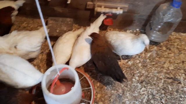 Ленинградская белая порода кур и вельзумер. Генофонд Сергиев Пасад. Сегодня 2 месяца. смотреть онлайн