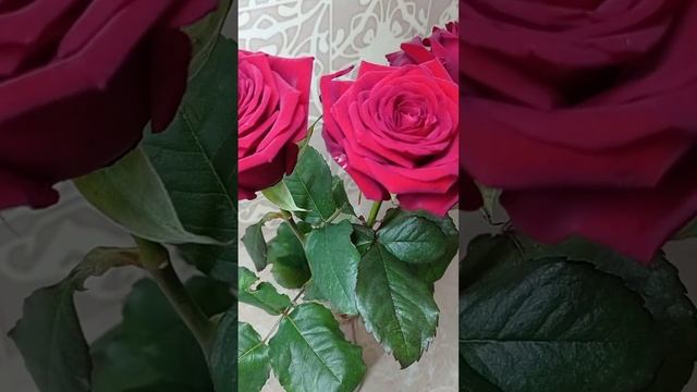 Цветы без повода смотреть онлайн