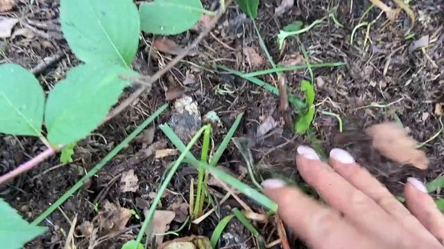 #СамарскаяЛидия -ключевые моменты ухода за сортом! Зеленый лист и пышные соцветия - это не проблема смотреть онлайн